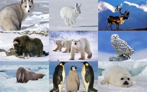 7 Animals To See In The Arctic Snow Fall Creative