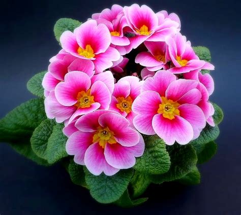 Gambar Bunga Cantik