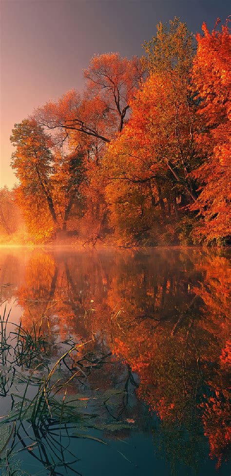 1440x2960 Trees Fall Reflection Autumn 4k Samsung Galaxy Note 98 S9
