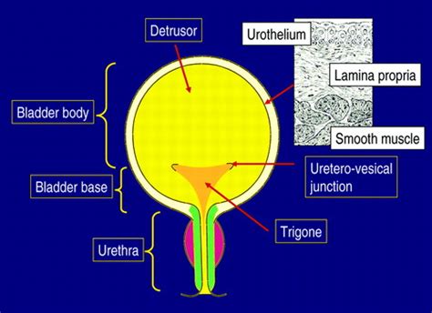 Urinary Bladder Histology Detrusor Muscle