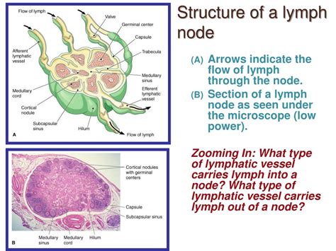Ppt The Lymphatic System And Lymphoid Tissue Powerpoint Presentation