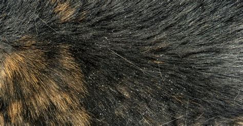 5 Reasons Your Dog Has Dandruff And What To Do About It Biharhelpcom