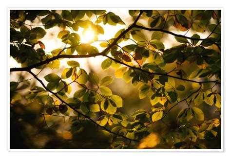 Sunlight Beams Through The Foliage In Autumn Print By Dennis Fischer