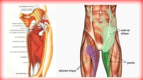 They run from the inner thighs and run up to the pelvic bone. Human Leg Muscles Diagram Muscles Of The Human Leg Diagram ...