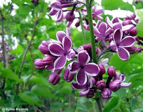 The 10 Most Fragrant Lilacs That Also Happen To Be Gorgeous Syringa