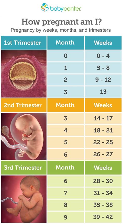 Pregnancy Weeks To Months How Many Weeks Months And Trimesters In