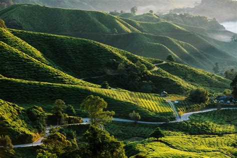 A Vacation Through Cameron Highlands Most Scenic Spots Going Places