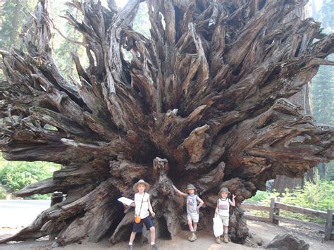 giant sequoia root system