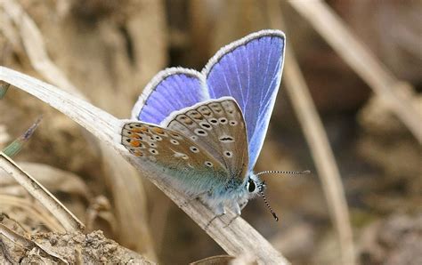 Common Blue Alners Gorse Dorset Butterflies