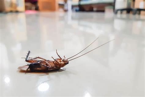 Tips To Prevent And Control Cockroaches From Your Home Paris Pest Control