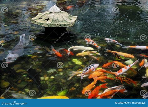 Koi Carp In Pond Stock Photo Image Of Aquatic Angle 72527470