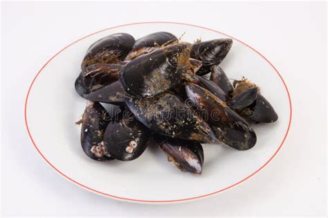 Raw Fresh Mussels Stock Photo Image Of Culinary Crustacean 48324282