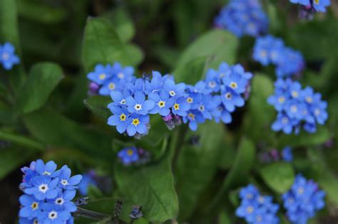 National Trust Gardens Delicate Small Blue Flowers Easy Garden