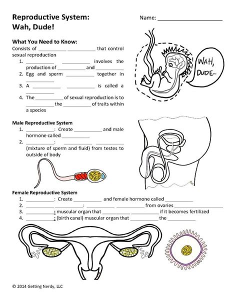 Male Reproductive System Worksheet Answer Key Thekidsworksheet