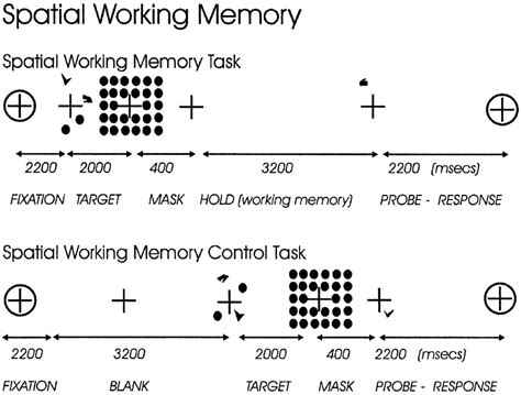 Spatial Working Memory Task Sequence Download Scientific Diagram