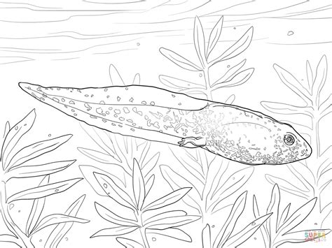 Tadpole Coloring Page Coloring Home