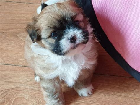 Shih Tzu Mixes And Cross Breeds Shih Tzu World