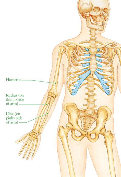 Bones Of The Shoulder Arm And Hand Scienceaid
