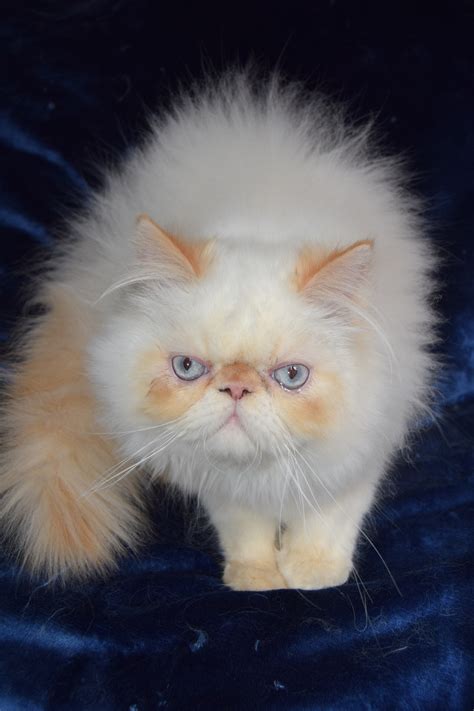 Persian kitten for sale in usa california with the best price over the world for a main coon kitten. Himalayan Persian Cats For Sale | Southern California, CA ...