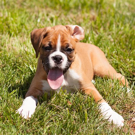 1 boxer puppies for sale in texas uptown puppies