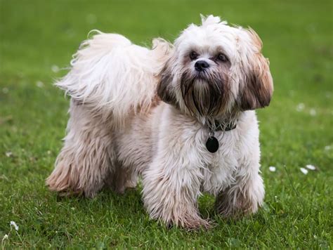 Top 10 Hypoallergenic Dogs Breeds Pets Nurturing