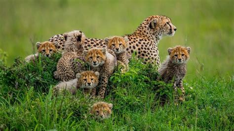 Cheetahs Earths Fastest Land Animals Live Science