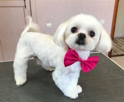 A Small White Dog With A Pink Bow Tie On Its Neck Standing On A Table