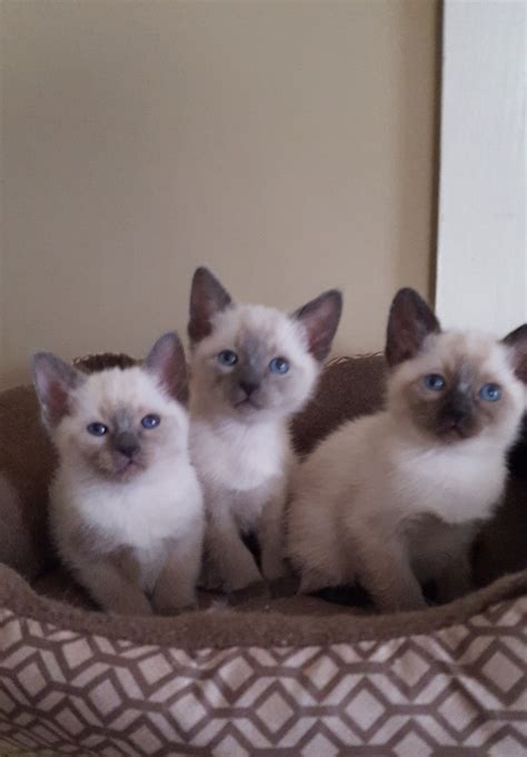 Siamese Kittens Cfa Registered For Sale Adoption From Wilmington