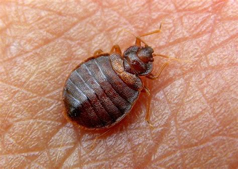 Bed Bugs Cooperative Extension Insect Pests Ticks And Plant