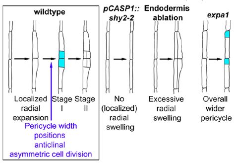 Plantae Expansin A1 Mediated Radial Swelling Of Pericycle Cells