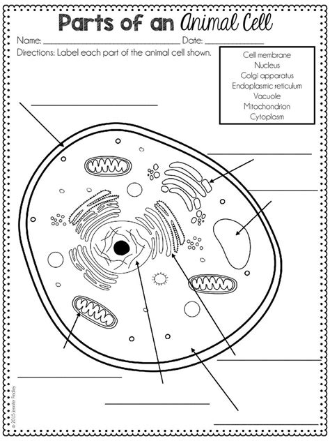 Animal Cell Terms Diagram Quizlet