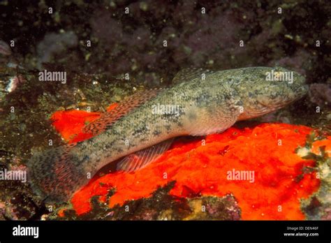 Giant Goby Gobius Cobitis Galicia Hi Res Stock Photography And Images