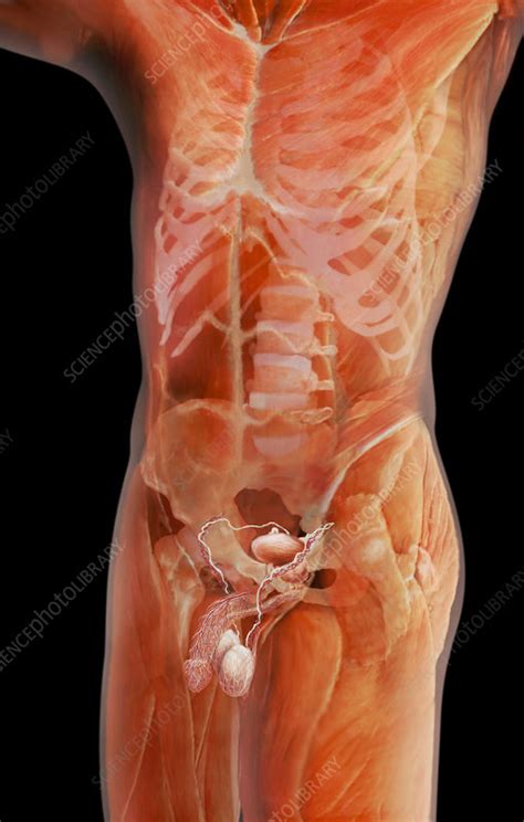 Male Reproductive System Stock Image P6080136 Science Photo Library
