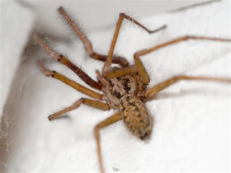 Top 9 Common Uk Spiders Fantastic Pest Control
