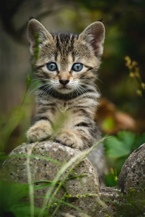 900 Cat Images Download Hd Pictures And Photos On Unsplash Kittens