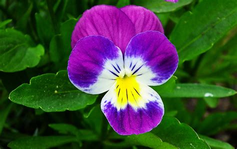 Pansy Flower Plant Free Photo On Pixabay Pixabay