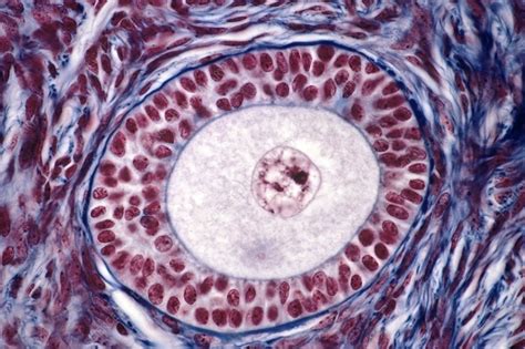 Ovarian Follicle Light Micrograph Stock Image C0151708 Science Photo Library