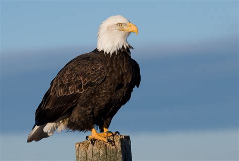 #amerikaanse zeearend #bald eagle #bird #dieren #duitsland #germany #haliaeetus leucocephalus #nature #natuur. Amerikaanse zeearend - Haliaeetus leucocephalus