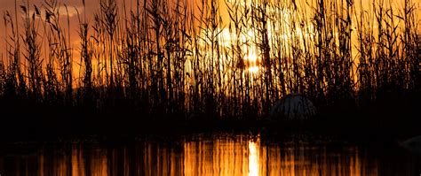 Download Wallpaper 2560x1080 Lake Reeds Sunset Dusk Dark Dual Wide