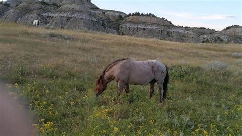 Wild Horses In Theodore Roosevelt National Park Youtube