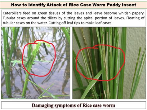 How To Identify Attack Of Rice Case Worm Paddy Insect