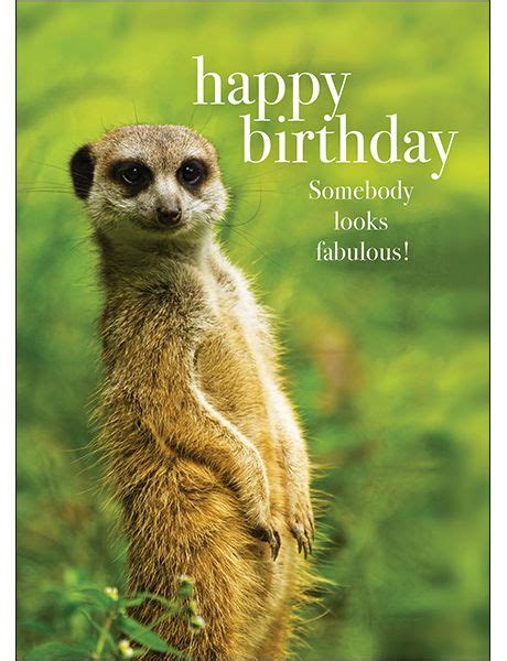 Meerkat Animal Birthday Card Someone Looks Fabulous In 2023 Happy