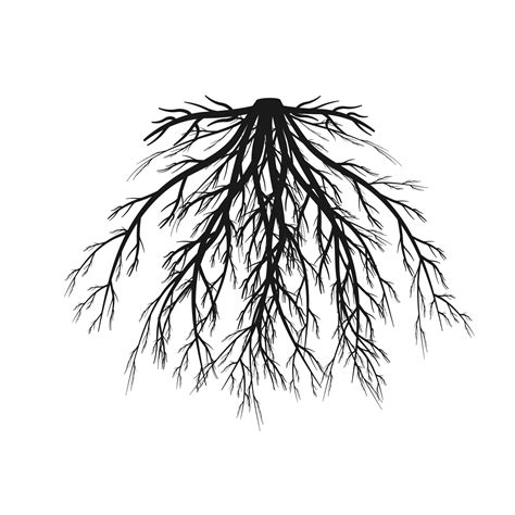 Update 145 Taproot And Fibrous Root Drawing Seven Edu Vn