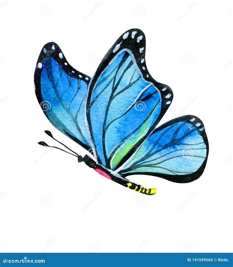 12354 Butterfly Illustration Stock Photos Free And Royalty Free Stock