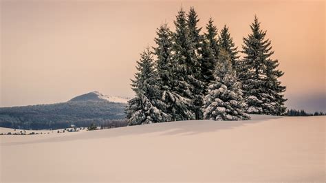 Snow Covered Fir Trees And Mountain Under Cloudy Sky