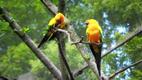 Premium Photo Colorful Parrots In The Gardens