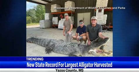 Trending Mississippi State Record Alligator Top Video