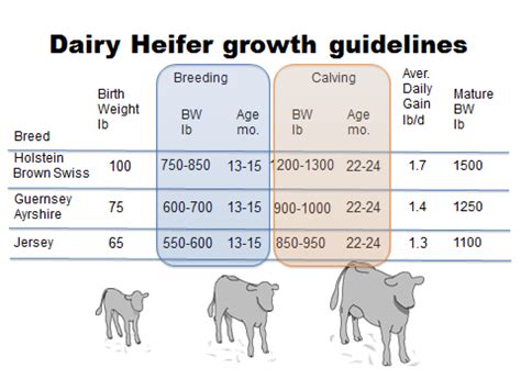 Source Optimizing Your Heifer Enterprise