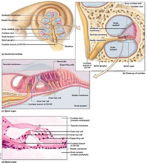Structure Of The Cochlea And Spiral Organ The Cochlea Exhibits A Snail