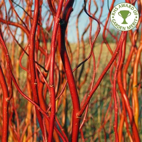 Salix Erythroflexuosa Buy Red Twisted Or Tortured Willow Trees